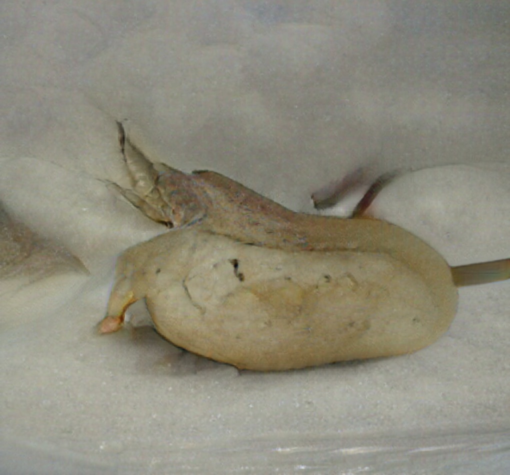 Mechanistic Inquiry - Perunazanzanyylä